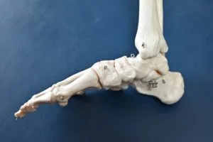 足の骨格