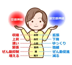 自律神経の仕組み