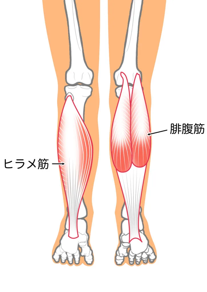 ヒラメ筋と腓腹筋