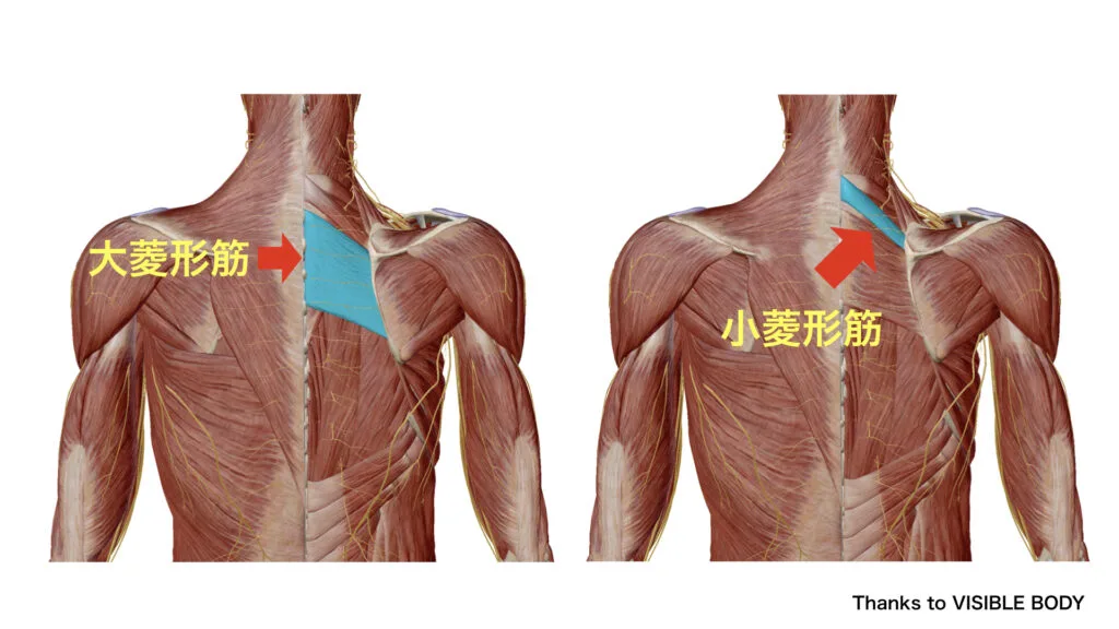 菱形筋