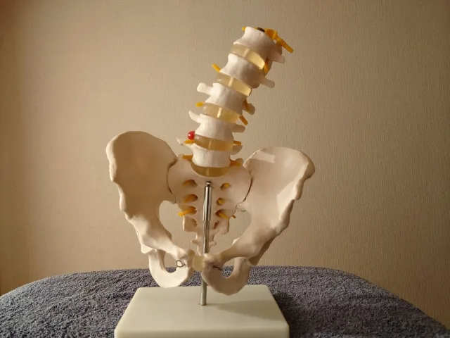 骨盤